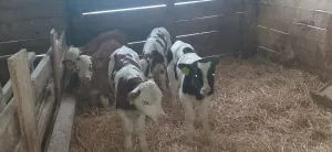 Muška telad 17 kom - slika 2