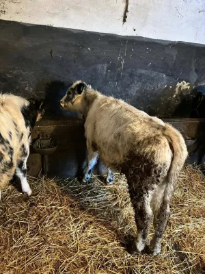 Ženske junice - slika 2