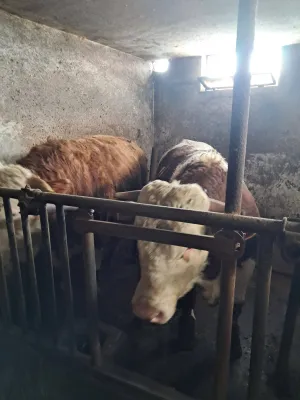 Bikovi Simental na prodaju