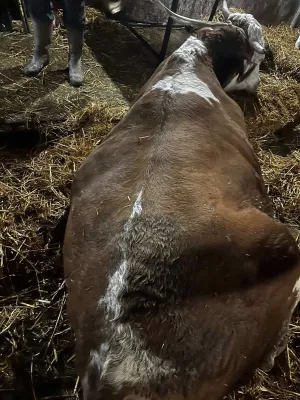 Otkup JALOVIH I PRINUDNIH KRAVA Cela Srbija!