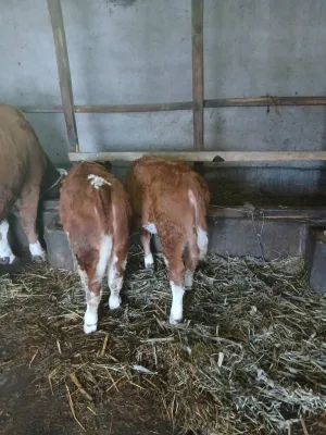 2 ženska teleta - slika 2