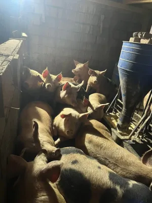 Na Prodaju Svinje od 100-150kg