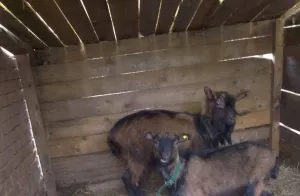 Jarac i jarići - slika 2