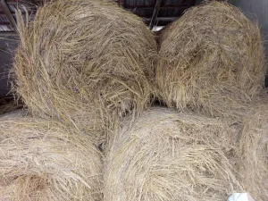 Livadsko seno - slika 2