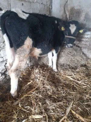 junice simental i musko tele angus\holštajn - slika 2