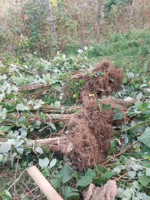 Sadnice maline - slika 2