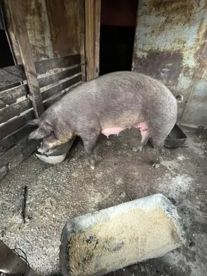 Na prodaju dve krmace za klanje