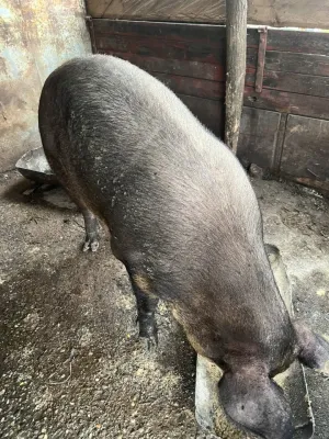 Na prodaju dve krmace za klanje - slika 3