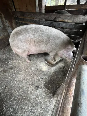 Na prodaju dve krmace za klanje - slika 4