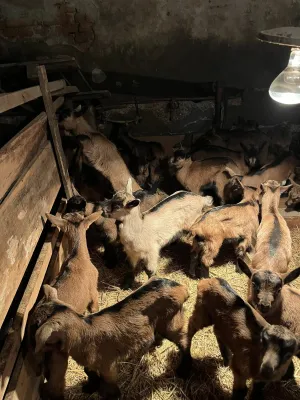 Čistokrvne alpine jarad