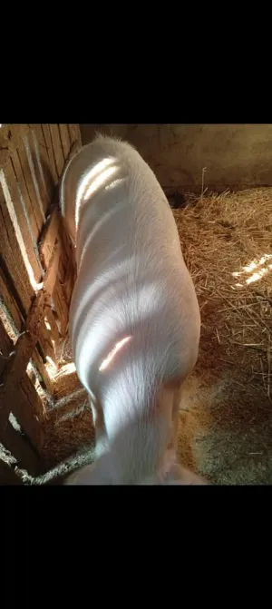 Nerast na prodaju - slika 2