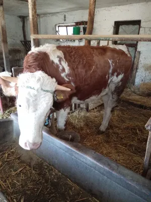 Jalova Junica - slika 2