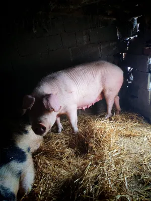 Dve krmače i dva praseta - slika 2