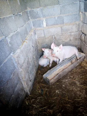 Dve krmače i dva praseta - slika 3