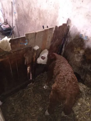 Na prodaju tele - simental