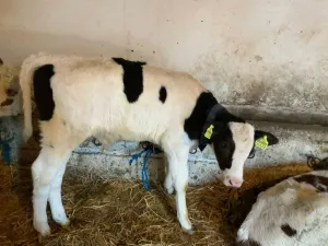 Na prodaju musko tele - slika 2