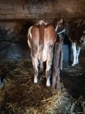 Jalova krava - slika 2