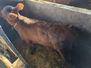 Žensko tele - slika 2