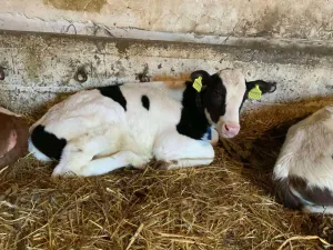 Na prodaju musko tele