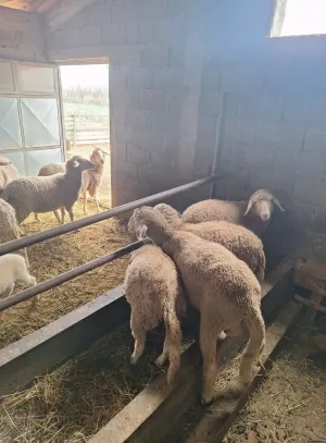 Traktor 750 sa vilama - slika 6