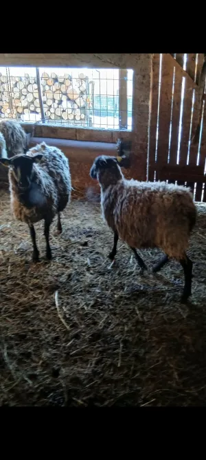 Ovce Romanovske - slika 2