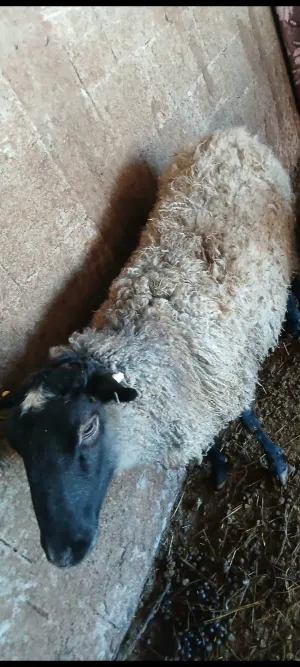 Ovce Romanovske - slika 3