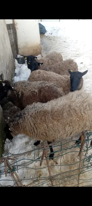 Ovce Romanovske - slika 4