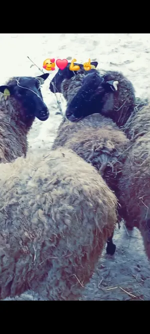 Ovce Romanovske - slika 7