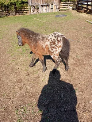 Mini poni Apaluzo