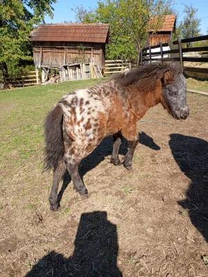Mini poni Apaluzo - slika 2