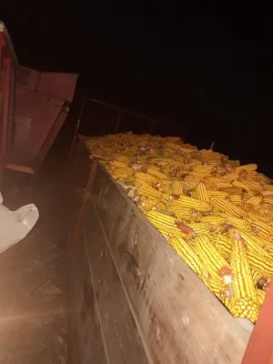 Berač Zmaj 216 - slika 2