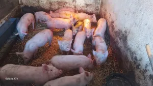 Prasići na prodaju - slika 2