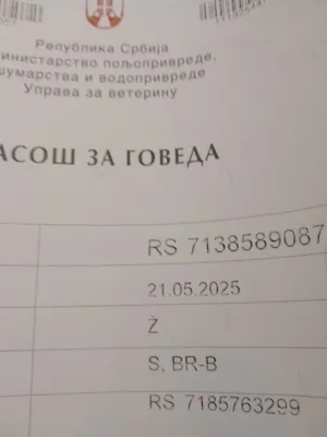 Žensko june – Simentalac, umatičeno - slika 2