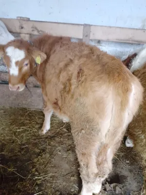 Žensko june – Simentalac, umatičeno - slika 3