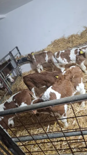 Muška telad na prodaju - slika 2