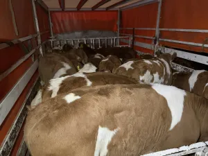 Simentalci telad - slika 2