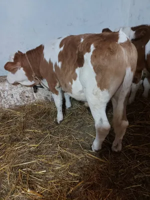 3 teleta simentalca - slika 2