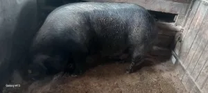 NA PRODAJU KRMAČA MORAVKA