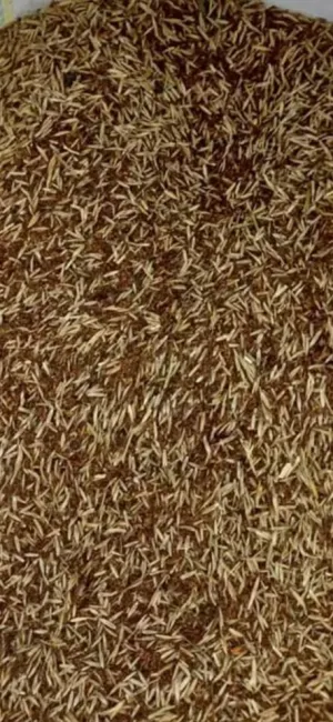 Prodaja lucerke - slika 2