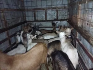 Otkup stoke - slika 2