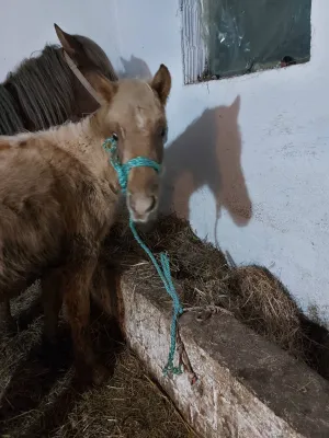 Ždrebe na prodaju - slika 2