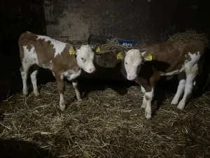 Dva ženska teleta bliznakinje