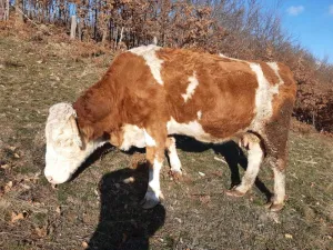 Na prodaju 2 krave na telenje - slika 2