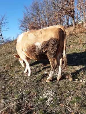 Na prodaju 2 krave na telenje - slika 3