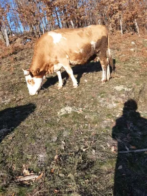 Na prodaju 2 krave na telenje - slika 4