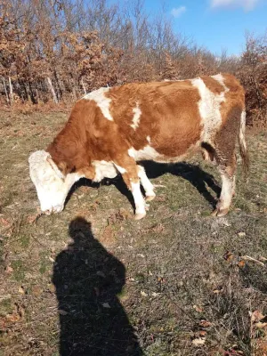 Na prodaju 2 krave na telenje - slika 5