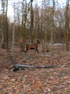 Alpske Koze povoljno - slika 3