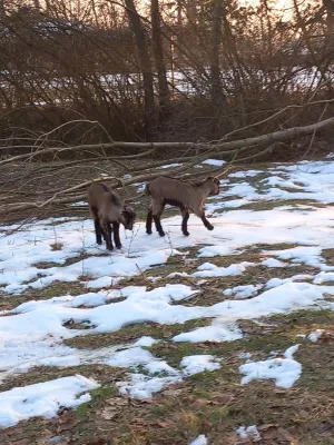 Alpske Koze povoljno - slika 6