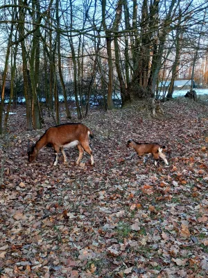 Alpske Koze povoljno - slika 7