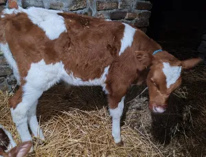 Muško i žensko tele - slika 2